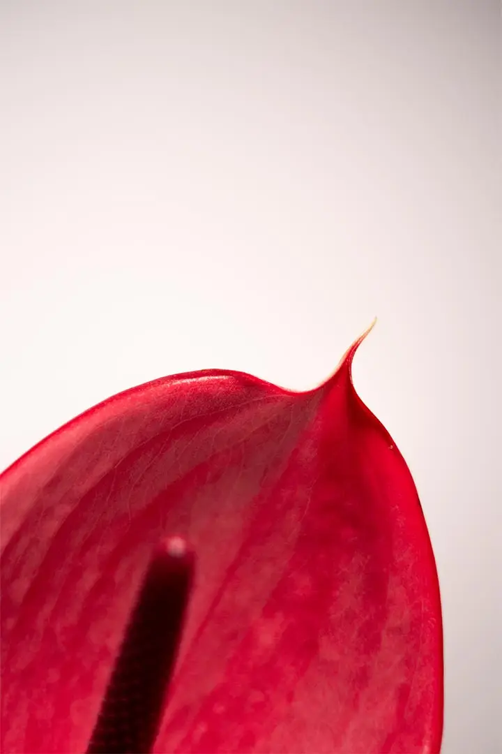 Blendenlamellen im Objektiv – Fotografie-Lexikon Blende
