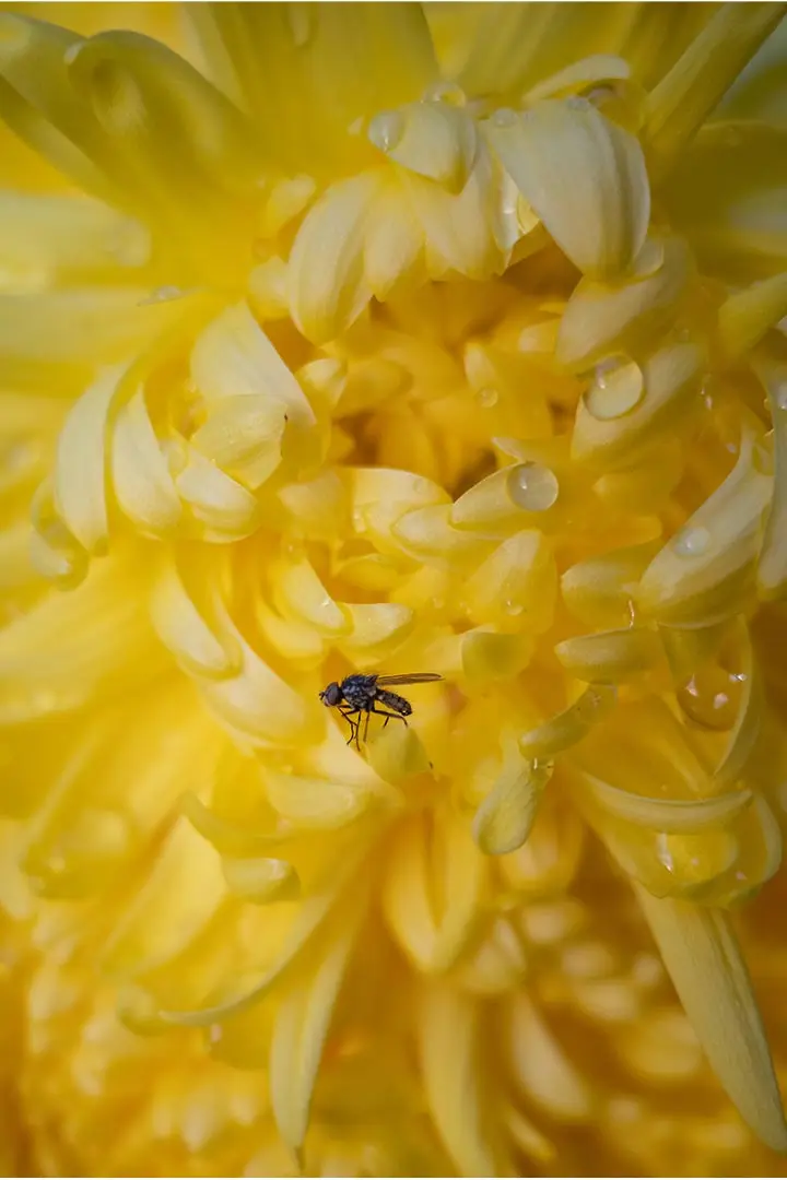Makroaufnahme einer gelben Blüte mit einer winzigen Fliege und Wassertropfen